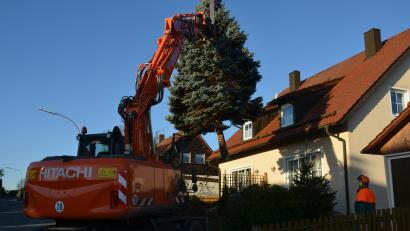 Bild: dob
Aus dem Garten von Barbara und Gabriel Klapper in der Fichtenstraße in Altenstadt hievten die Bauhofmitarbeiter den Blautannenbaum heraus und brachten ihn zum Marktplatz.
