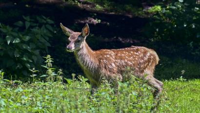 Symbolbild: Siegfried Steinkohl
Ein Fahrer stieß bei Kaltenbrunn mit einem Rotwildtier zusammen und ließ das schwerverletzte Tier zurück.