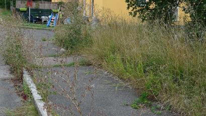 Archivbild: Houschka
Ein Dauerzustand vor dem Freihölser Bahnhof: Das Unkraut wuchert und keiner kommt, um es zu entfernen. "Könnte man der Deutschen Bahn nicht mal ein Bußgeld auferlegen?", wurde jetzt unter den Teilnehmern einer Bürgerversammlung diskutiert.