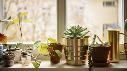 Bild: Zacharie Scheurer/dpa
Sukkulenten mögen es gerne hell. Doch nicht alle vertragen auch pralle Sonneneinstrahlung.