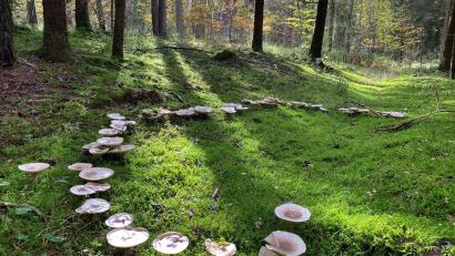 Bild: Petra Hartl
Als Hexenringe oder Feenringe werden halbrunde oder runde Wuchsbilder von Pilz-Fruchtkörpern bezeichnet.