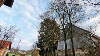 Bild: Portner
Die zwei großen Weiden (rechts) gegenüber dem Feuerwehrhaus in Pirkhof fallen unter die Baumschutzverordnung. Der Stadtrat genehmigte die Fällung der geschädigten Bäume.
