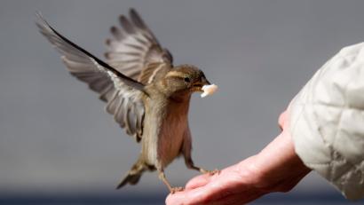 Bild: Kay Nietfeld
Ab sofort gilt ein Fütterungsverbot für Wildvögel.