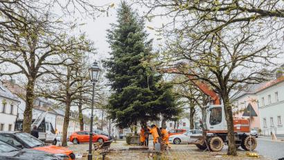Bild: Susanne Forster
Ein Team vom Bauhof schiebt die Tanne in das vorgesehene Loch im Boden.