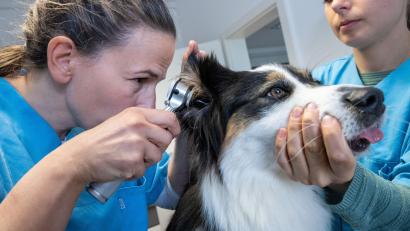 Symbolbild: Stefan Sauer/dpa
Besuch beim Tierarzt wird teurer.