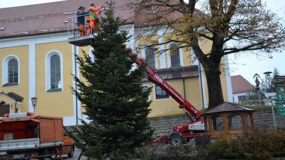Bild: gi
Karl Koller und Christian Scherer vom Moosbacher Bauhof haben einen schmucken Weihnachtsbaum am Marktplatz aufgestellt und verankert. Auch die Beleuchtung ist schon angebracht.