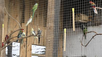 Archivbild: Petra Hartl
Wellensittiche, Graupapageien, Amazonen und Aras: Im Gnadenhof der Familie Jackson leben über 50 exotische Vögel. Nachbarn beklagen den Lärm, den die Tiere zeitweise verursachen. Die Angelegenheit ist inzwischen als Zivilverfahren vor Gericht gelandet.