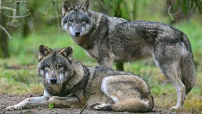 Bild: Patrick Pleul/dpa-Zentralbild/dpa
Zwei Wölfe im Gehege im Wildpark Schorfheide. Der Wolf breitet sich seit seiner Rückkehr nach Deutschland 1998 langsam weiter aus.