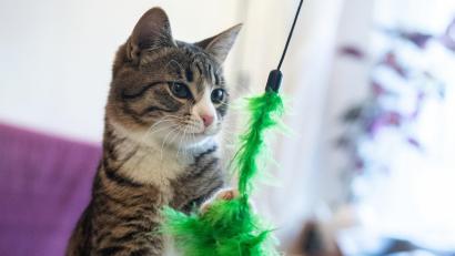 Symbolbild: Franziska Gabbert
Eine Katze – hier ein Symbolbild – wurde in Büchelkühn ausgesetzt.