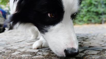 Symbolbild: Maurizio Gambarini
Die Polizei Schwandorf bittet Hundehalter besonders aufmerksam zu sein, wenn das Tier etwas Fressbares findet.