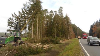 Bild: rn
Borkenkäfer haben Bäume im kleinen Waldstück an der B 470 befallen. Eine Entnahme ist unumgänglich.