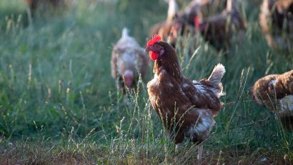 Symbolbild: Sebastian Gollnow/dpa
Die Vogelgrippe nimmt wieder Fahrt auf. Über 1200 Tiere erkrankten 2022 bereits in Deutschland.