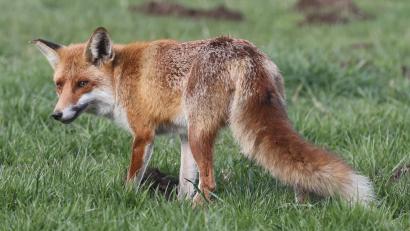 Symbolbild: Bodo Schackow/dpa
Füchse streifen nicht selten durch das Oberviechtacher Stadtgebiet. Ein verletztes Tier musste von einem Polizisten erschossen werden.