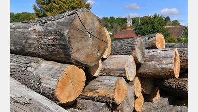 Symbolbild: Hendrik Schmidt/dpa
Ein Unbekannter zersägte hinter einer Garage in Altenstadt an der Waldnaab mehrere Eichenstämme und entwendete das Holz.