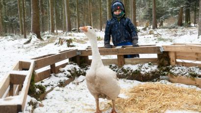 Bild: Gabi Schönberger
Gans Ariane im Gehege, das ihr die Kinder im Waldkindergarten gebaut haben. Quirin freut sich, dass er sie immer wieder mitbringen darf.