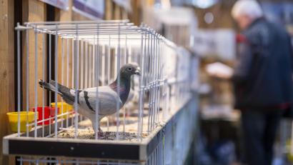 Bild: David Inderlied
Am Wochenende werden mehr als 10.000 Besucher zur internationalen Brieftaubenmesse erwartet.