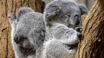 Bild: Christoph Reichwein/dpa
Zwei junge Koalas liegen zusammen in einer Astgabel, links das Weibchen Yunga, rechts das Männchen Erlinga.