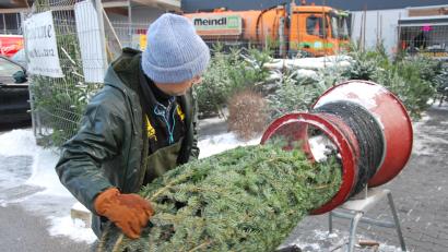 Bild: gsp
Fachmännisch von Wolfgang Neger (Firma Baier) in ein Netz verpackt, tritt die Nordmanntanne ihre Reise an.