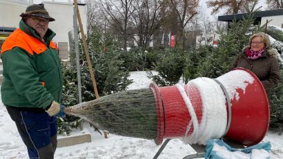 Bild: Völkl
Cornelia Olschewski hat ihren Baum gefunden. Reinhold Wild macht ihn transportfertig.