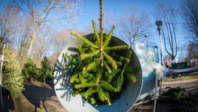 Symbolbild: Christoph Schmidt/dpa
Dieser Christbaum hat das Weihnachtsfest noch vor sich. Hoffen wir, dass er nicht schon vor dem 24. Dezember zu nadeln anfängt.