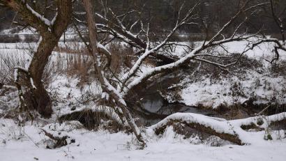 Bild: bö
Der Schnee ist schon wieder "von gestern", aber dieses schöne Stück Natur findnr aufmerksame Wanderer gleich hinter Malsbach. Vielleicht auch bald die Radler, wenn der Radweg von Ursensollen bis nach Allersburg ausgebaut wird.