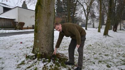 Bild: as
Stadtförster Stefan Gradl hat das Bohrloch am Fuß des Baumstamms im Frühling entdeckt. Die Wunde wurde abgedichtet, um Fäulnisschäden zu minimieren.