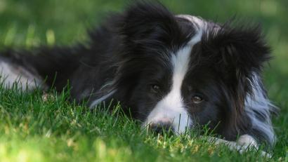 Symbolbild: Patrick Pleul/dpa
Die vier Tiere eines Hundehalters in Oberviechtach zeigen Vergiftungserscheinungen. Einer der Hunde muss sogar eingeschläfert werden.