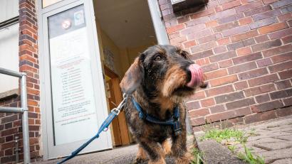 Symbolbild: Frank Rumpenhorst/dpa
Ein Dackel hat in München nochmal Glück gehabt. Seine Leine ist in der Tür eines Fahrstuhls eingeklemmt gewesen. Zwei Personen verhindern Schlimmeres.