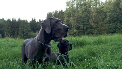 Bild: Martin Gresser/exb
Vier deutsche Doggen hatten die Gressers bis Dezember, und alle bekamen blutigen Durchfall und Erbrechen. Ein Hund starb nach der mutmaßlichen Vergiftung.