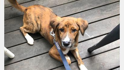 Bild: Polizeiinspektion Flughafen München/ dpa
Der sechs Monate alte, ausländische Straßenhund „Sammy“ hält die Polizei am Flughafen München auf Trab.