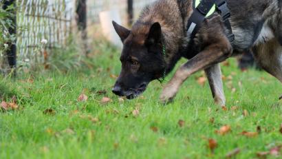 Symbolbild: Marcel Kusch/dpa
Zwei Hunde haben in Neumarkt in der Oberpfalz Giftköder gefressen.