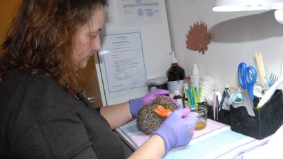 Bild: pop
Glück gehabt: Dieser kleine Igel ist in Obhut von Elke Fleischmann und wird bestens umsorgt. Sie hat die Berechtigung, Igel aufzunehmen und auch zu versorgen.