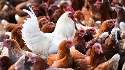 Archivbild: Felix Kästle/dpa
Die Geflügelpest ist eine besonders schwer verlaufende Form der Aviären Influenza bei Geflügel und anderen Vögeln. Sie ist eine in der Tiermedizin seit Ende des 19. Jahrhunderts bekannte Infektionskrankheit, die bevorzugt Hühnervögel und Puten, aber auch Wassergeflügel wie Enten und Gänse befällt.