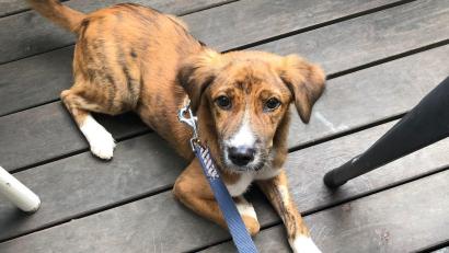 Bild: -/Polizeiinspektion Flughafen München /dpa
Der sechs Monate alte, ausländische Straßenhund hielt die Polizei am Flughafen München auf Trab.