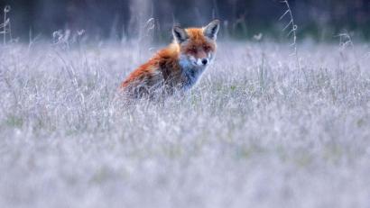 Symbolbild: Jens Büttner/dpa
Sein gewohntes Habitat hat ein Fuchs bei Vohenstrauß verlassen und sich in die Stadt vorgewagt. Ist er gefährlich?