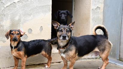 Archivbild: Petra Hartl
Seit 1. Januar 2023 gelten neue Vorschriften: Was bedeutet das für Hund? Was für Herrchen und Frauchen? Und wie beurteilen Veterinäre aus der Region die Neuerungen in der Verordnung?