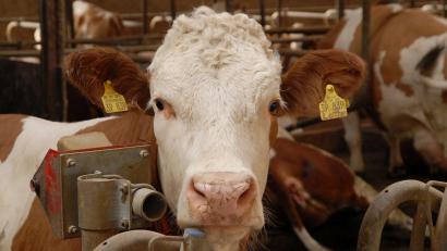 Archivbild: Petra Hartl
So gut wie dieser Kuh ging es 23 Artgenossen auf einem Amberg-Sulzbacher Bauernhof nicht – ihr Besitzer ließ sie verhungern.