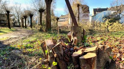 Bild: Gabi Schönberger
Einige, aber nicht alle Bäume und Sträucher auf dem Lohmer-Areal hinter dem Naabwiesen-Parkdeck und dem neuen SGW-Gebäude müssen weichen.