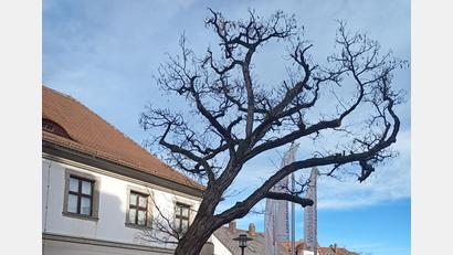 Bild: Stefan Dürgner/exb
Die schiefe Robinie am Keramikmuseum muss wegen eines Pilzbefalls gefällt werden.