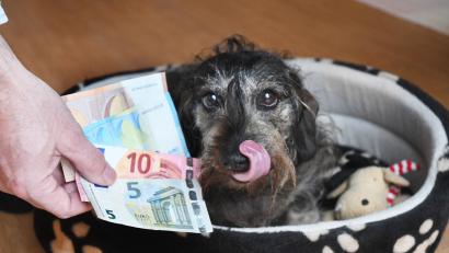 Archivbild: Gabi Schönberger
Die Hundesteuer in Tännesberg steigt.