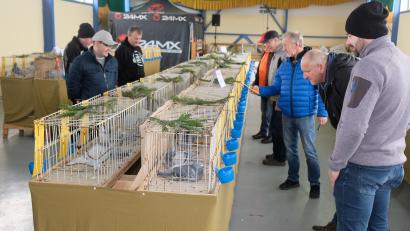 Bild: do
Auf großes Interesse stößt die 37. Reisetaubenausstellung der RV Pegnitz im Kleintierzüchterheim in Tremmersdorf.