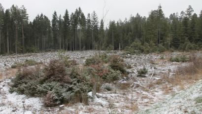 Bild: pi
Das Förderprogramm "Klimaangepasstes Waldmanagement" soll eine natürliche Waldentwicklung ermöglichen. Diplom-Forstingenieur Andreas Eiser sieht darin auch für den Pleysteiner Stadtwald Chancen.