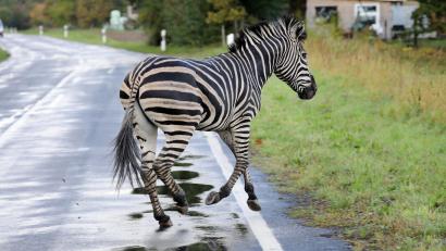 Symbolbild: Bernd Wüstneck
Zwei Zebras sind am Montag in Nordrhein-Westfalen entkommen.