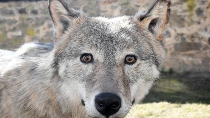 Bild: Gabi Schönberger
Der Naturpark Nördlicher Oberpfälzer Wald zeigt im Landratsamt Neustadt diese präparierte Wölfin. Sie kam im Alter von acht bis neun Monaten bei einem Verkehrsunfall ums Leben.