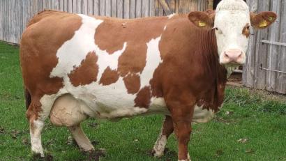 Bild: Martin Hubmann/exb
Kuh Silvi, der ganze Stolz von Landwirt Martin Hubmann aus Hahnbach, ist von der Rinderzuchtgenossenschaft für die höchste Jahresleistung (17.069 kg Milch) prämiert worden.