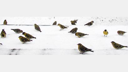 Bild: ld
Schwärme von Girlitzen sind derzeit am Fenster und auf Futterplätzen zu beobachten.