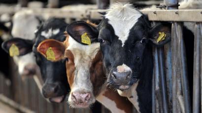 Symbolbild: Carmen Jaspersen/dpa/picture alliance
Kühe stehen in einem Stall in Bayern.