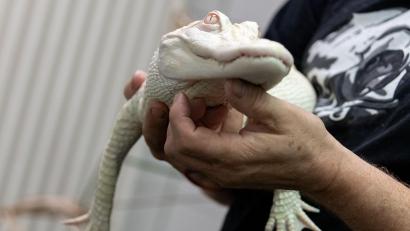 Bild: Daniel Karmann/dpa/Archivbild
Ein Albino-Alligator liegt in der Reptilien-Auffangstation in den Händen des Stations-Leiters.