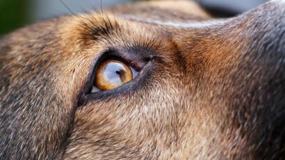 Symbolbild: Wolfgang Hoppe
Ein bislang Unbekannter hat in Kastl seinen Hund getreten. Die Polizei wüsste nun gerne, wer das gewesen ist.