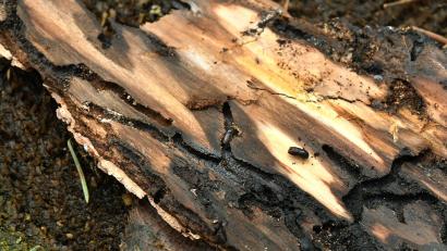 Symbolbild: Petra Hartl
Die Bekämpfung des Borkenkäfers ist ein Hauptthema in der Jahreshauptversammlung der Waldbesitzervereinigung Floß und Umgebung. Die WBV hat in Haupertsreuth einen Lagerplatz für Käferholz ausgewiesen.